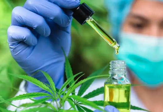 cbd olja naturläkemedel kronisk smärta ångest cannabis hampafröolja herbmed
